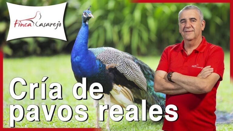 es legal tener un pavo real en españa