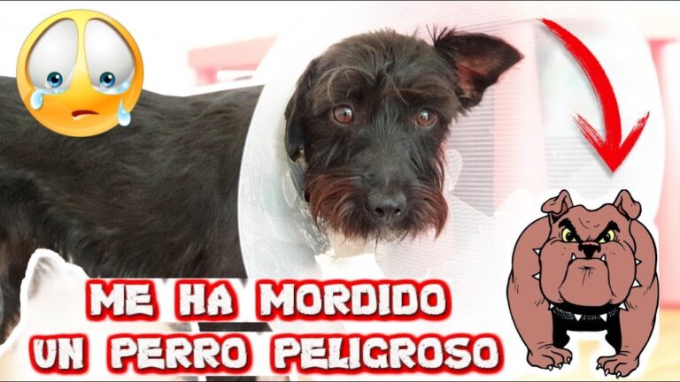 me ha mordido un perro