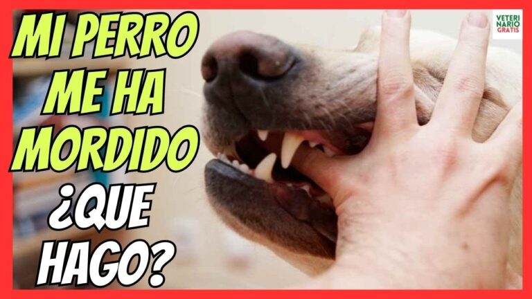 mi perro me ha mordido y me ha hecho sangre